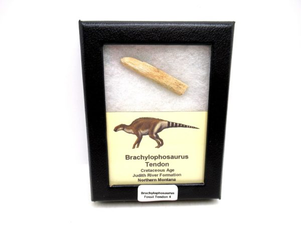 Brachylophosaurus Dinosaur Fossilized Tendon #4