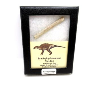 Brachylophosaurus Dinosaur Fossilized Tendon #5
