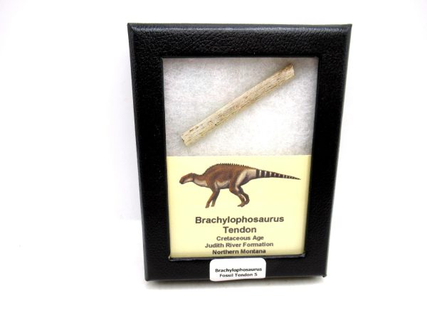 Brachylophosaurus Dinosaur Fossilized Tendon #5