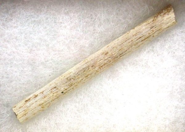 Brachylophosaurus Dinosaur Fossilized Tendon #5 - Image 2