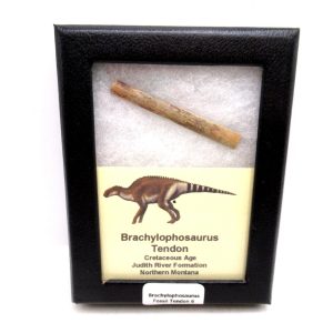 Brachylophosaurus Dinosaur Fossilized Tendon #6