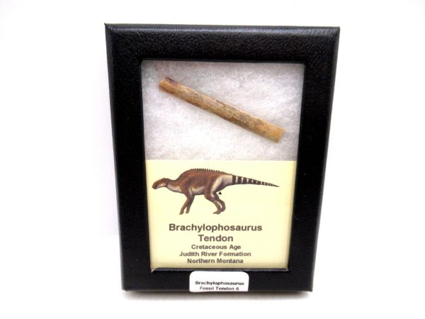 Brachylophosaurus Dinosaur Fossilized Tendon #6
