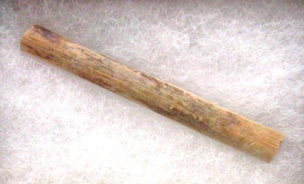 Brachylophosaurus Dinosaur Fossilized Tendon #6 - Image 2