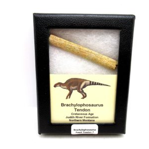 Brachylophosaurus Dinosaur Fossilized Tendon #7
