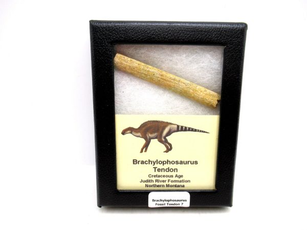 Brachylophosaurus Dinosaur Fossilized Tendon #7