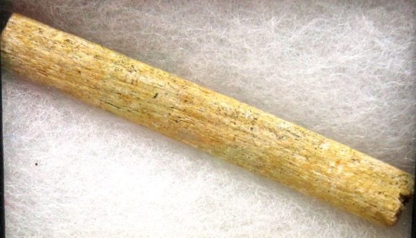 Brachylophosaurus Dinosaur Fossilized Tendon #7 - Image 2