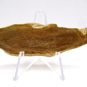Petrified Palm Wood for Sale North Carolina #1