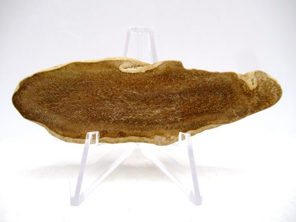 Petrified Palm Wood for Sale North Carolina #1