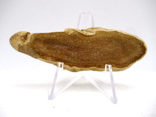 Petrified Palm Wood for Sale North Carolina #1 - Image 2