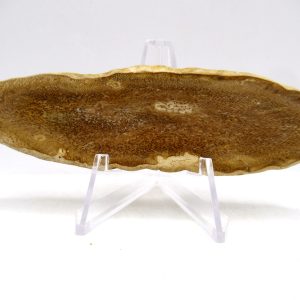 Petrified Palm Wood for Sale North Carolina #2