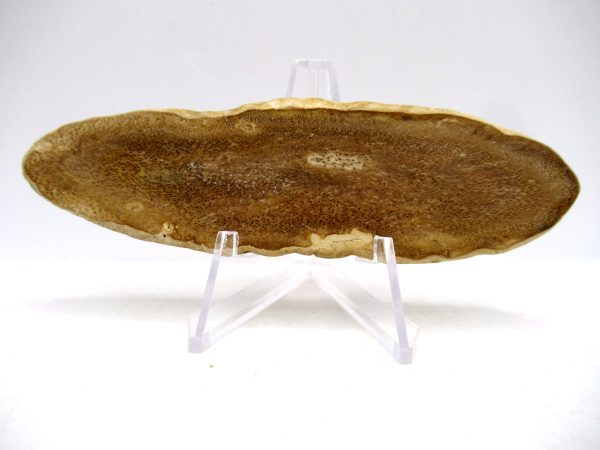 Petrified Palm Wood for Sale North Carolina #2
