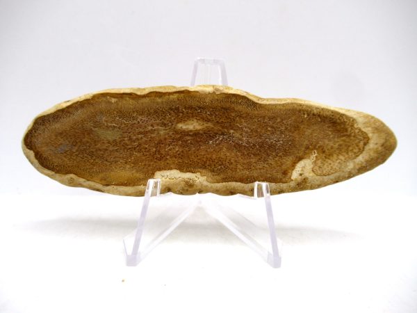 Petrified Palm Wood for Sale North Carolina #2 - Image 2