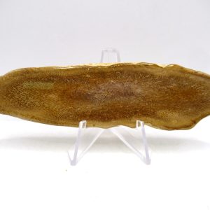 Petrified Palm Wood for Sale North Carolina #3