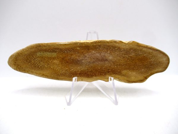 Petrified Palm Wood for Sale North Carolina #3