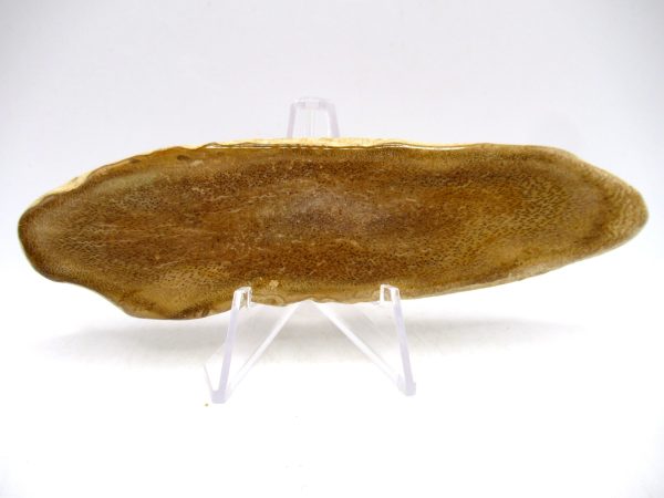 Petrified Palm Wood for Sale North Carolina #3 - Image 2