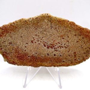 Petrified Palm Wood for Sale North Carolina #4