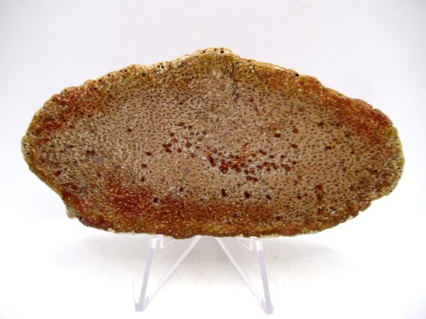 Petrified Palm Wood for Sale North Carolina #4