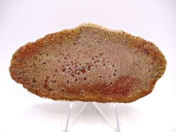 Petrified Palm Wood for Sale North Carolina #4 - Image 2