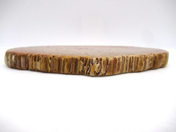 Petrified Palm Wood for Sale North Carolina #4 - Image 3