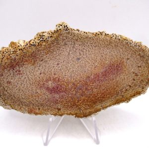 Petrified Palm Wood for Sale North Carolina #5