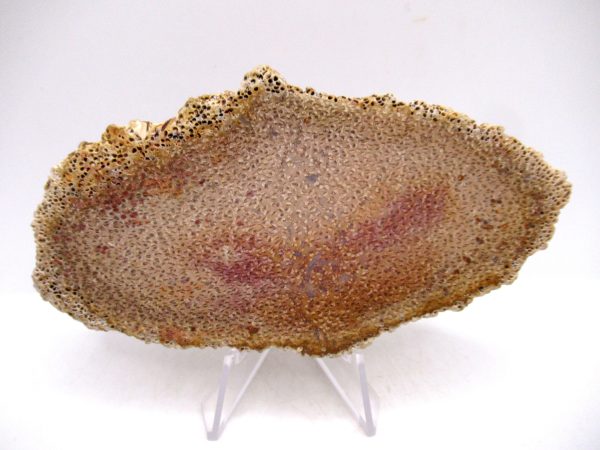 Petrified Palm Wood for Sale North Carolina #5