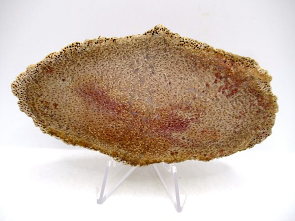 Petrified Palm Wood for Sale North Carolina #5 - Image 2
