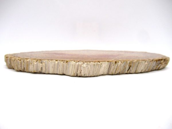 Petrified Palm Wood for Sale North Carolina #5 - Image 3