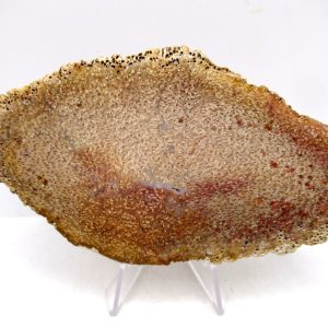 Petrified Palm Wood for Sale North Carolina #6