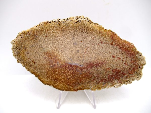 Petrified Palm Wood for Sale North Carolina #6