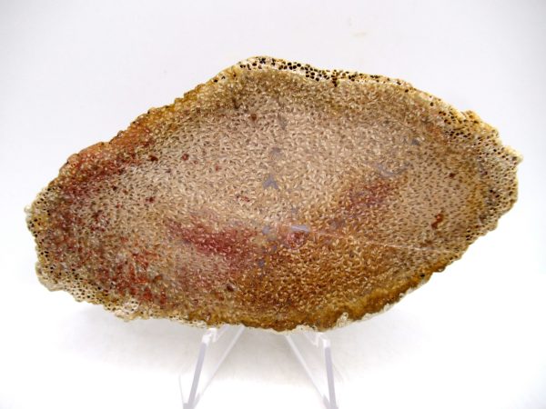 Petrified Palm Wood for Sale North Carolina #6 - Image 2