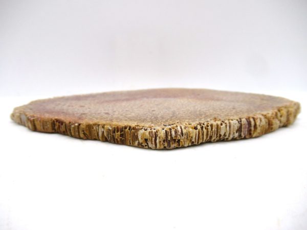 Petrified Palm Wood for Sale North Carolina #6 - Image 3