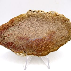 Petrified Palm Wood for Sale North Carolina #7