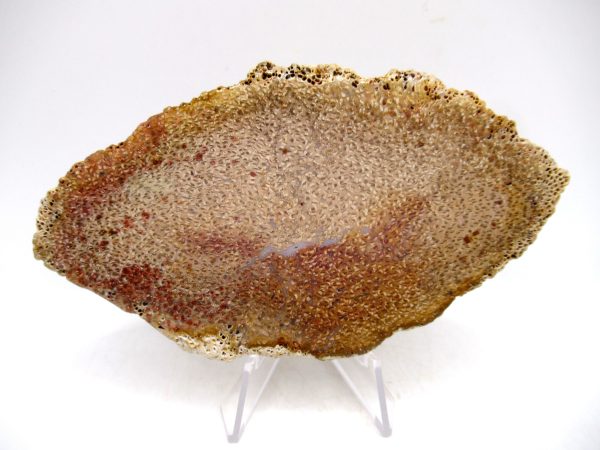 Petrified Palm Wood for Sale North Carolina #7