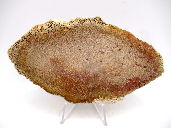 Petrified Palm Wood for Sale North Carolina #7 - Image 2