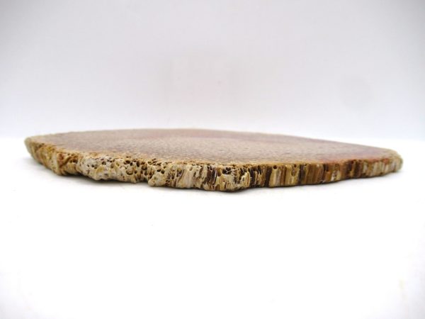 Petrified Palm Wood for Sale North Carolina #7 - Image 3