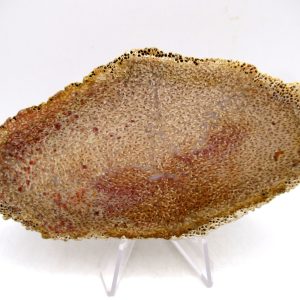 Petrified Palm Wood for Sale North Carolina #8