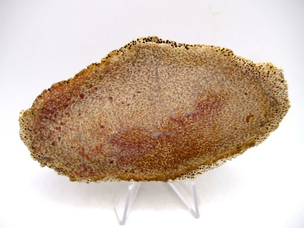 Petrified Palm Wood for Sale North Carolina #8