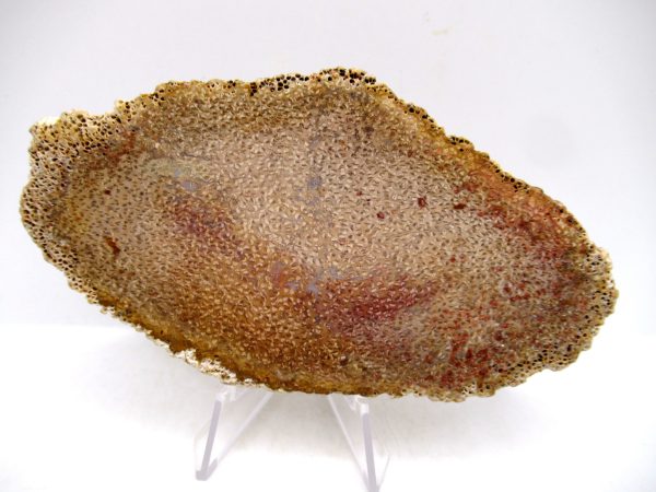 Petrified Palm Wood for Sale North Carolina #8 - Image 2