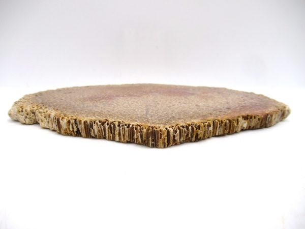 Petrified Palm Wood for Sale North Carolina #8 - Image 3
