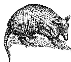 Dasypus bellus