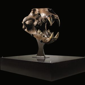 Panthera spelaea EXTINCT Cave Lion Skull from Russia