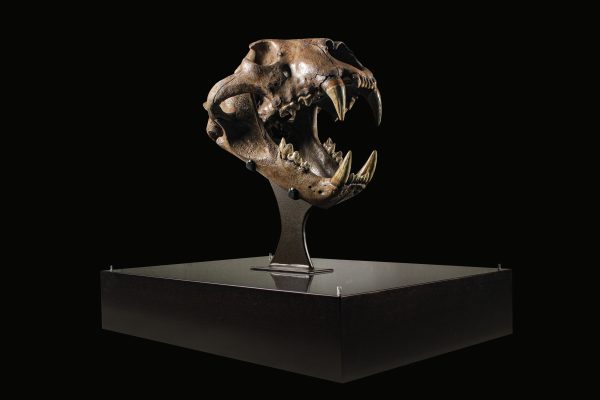 Panthera spelaea EXTINCT Cave Lion Skull from Russia