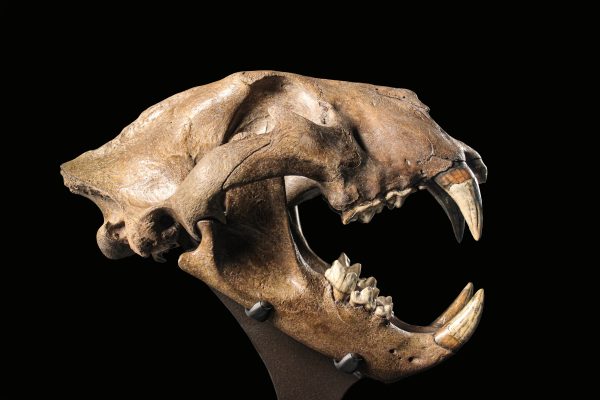 Panthera spelaea EXTINCT Cave Lion Skull from Russia - Image 3
