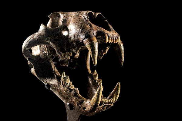 Panthera spelaea EXTINCT Cave Lion Skull from Russia - Image 2