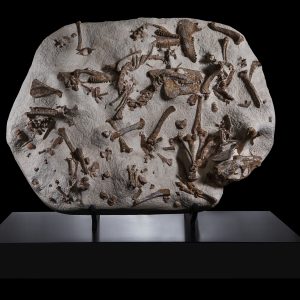 Oreodont Merycoidodon Mass Mortality Plate #36