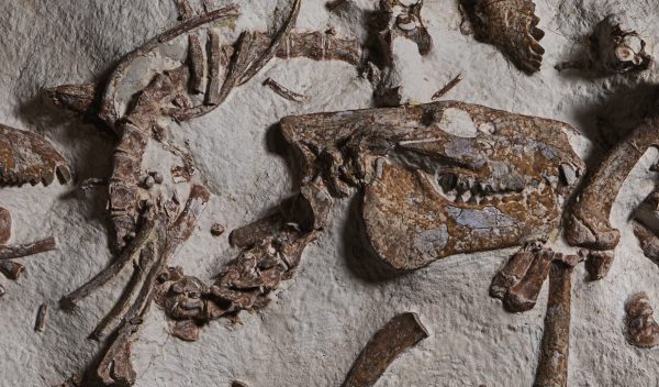 Oreodont Merycoidodon Mass Mortality Plate #36 - Image 2