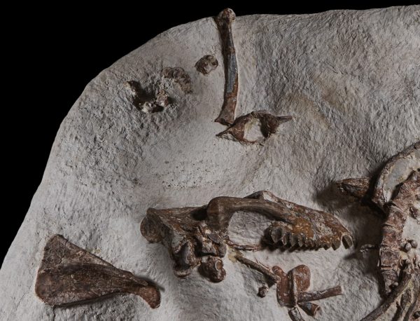 Oreodont Merycoidodon Mass Mortality Plate #36 - Image 7