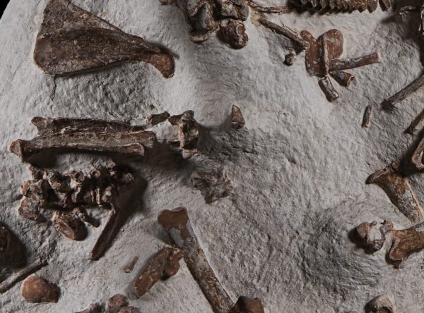 Oreodont Merycoidodon Mass Mortality Plate #36 - Image 6