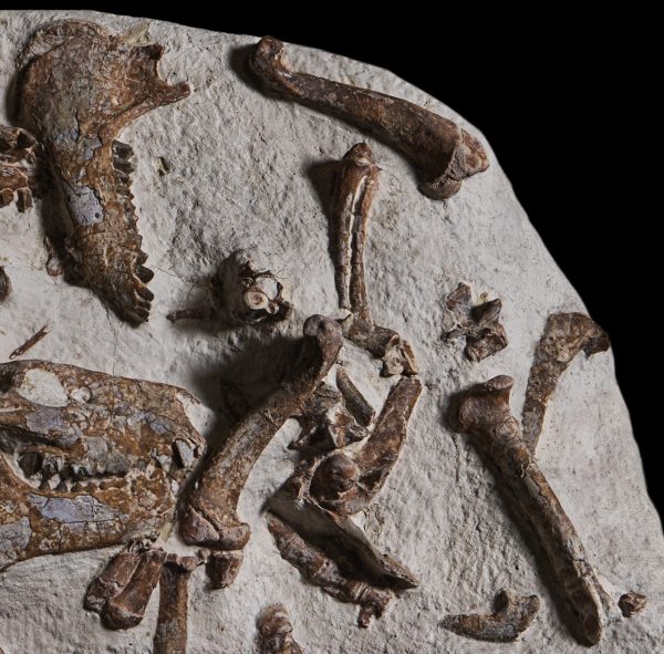 Oreodont Merycoidodon Mass Mortality Plate #36 - Image 5