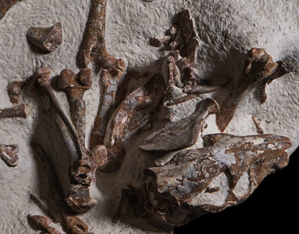 Oreodont Merycoidodon Mass Mortality Plate #36 - Image 4